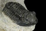 Detailed Gerastos Trilobite Fossil - Morocco #118999-1